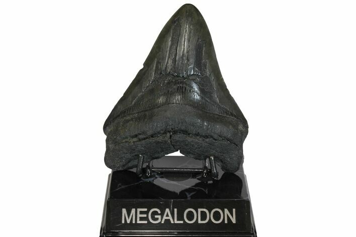Fossil Megalodon Tooth - South Carolina #169189
